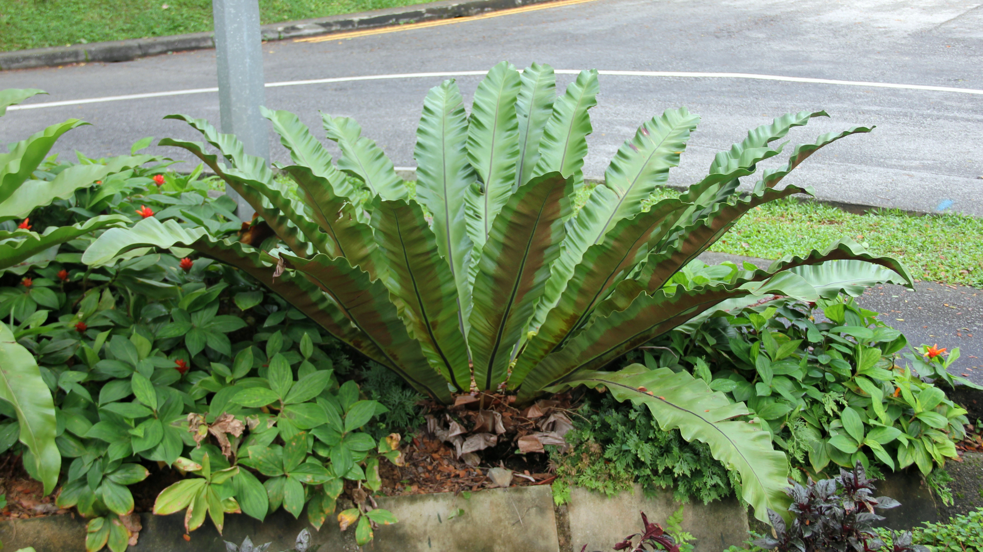 Ferns